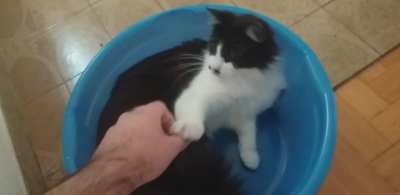Mi gato se metió en una palangana, la película