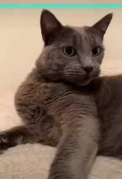 A purrfect copy