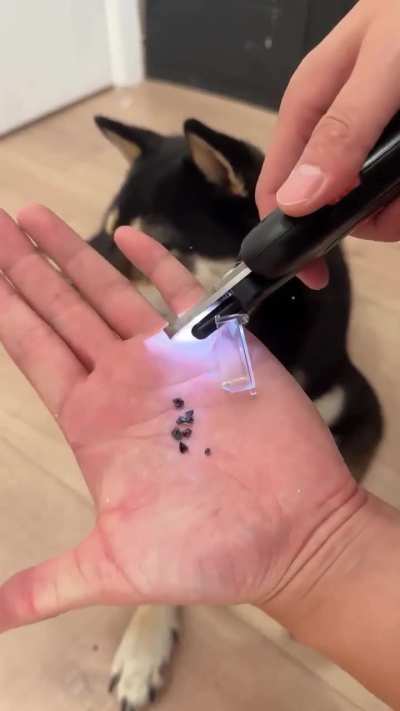 Home Nail Salon for Dogs AND Cats — No Appointments Needed 😄🐱🐶