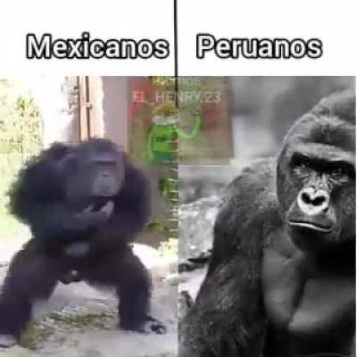 Come paloma