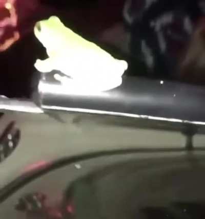 frog chillin