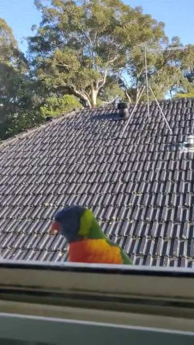 Rainbow lorikeet's morning moves 