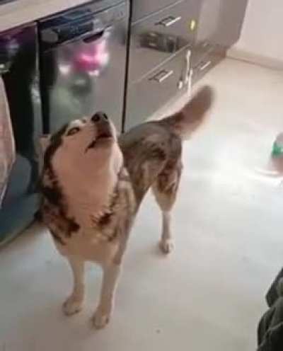 Huskies man..... huskies.