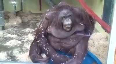 Monke fall