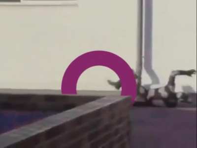 Hedgies don't like our Purple Rings