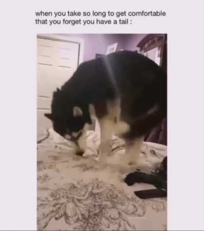 Dog scares himself!
