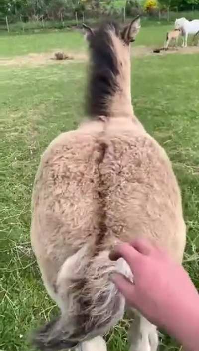 bum scratches are life!
