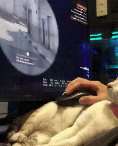Handy Cat