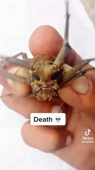 WTF is that