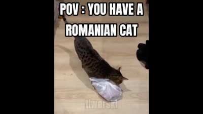 POV : YOU HAVE A ROMA*IAN CAT 😎