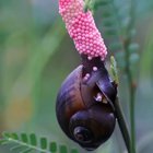 🔥 Golden Apple Snail laying its eggs
