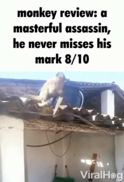 Monkey review #4
