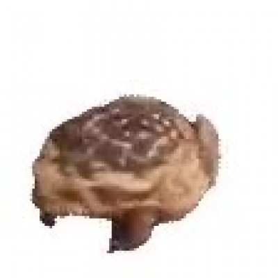 He spin