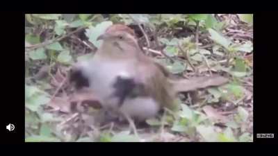 Let this bird perform the “Help You Pass NNN”ritual