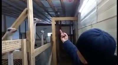 How to communicate with an ostrich
