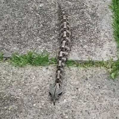 🔥 Looks almost artificial but these straight crawling Gaboon Vipers are as real and venomous as they come!