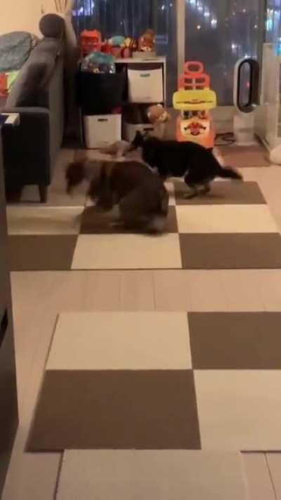Dogs playing...Can't understand the rule of this game though.