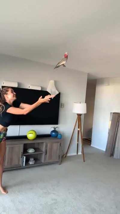 Rocket birb