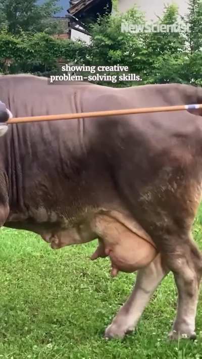 Veronika is the first recorded cow to use a multi-functional tool: bristles of broom to scratch her back, soft side for more sensitive spots