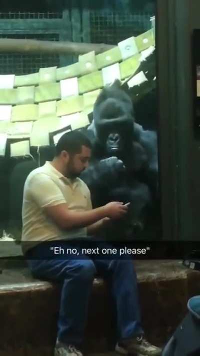 Dude was showing the gorilla pictures of female gorillas and he for real is like 