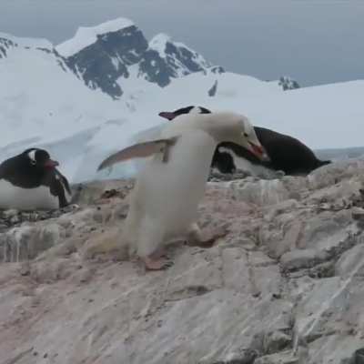 Blonde Penguin steals a pebble for his mate