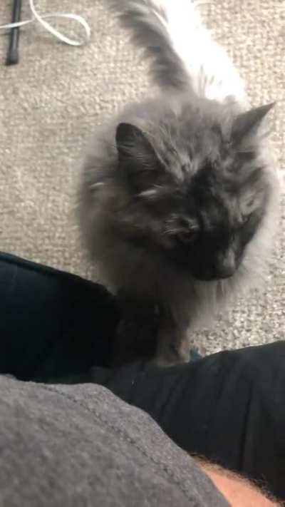 ‘Scuse me, could I bother you for a singular pet?