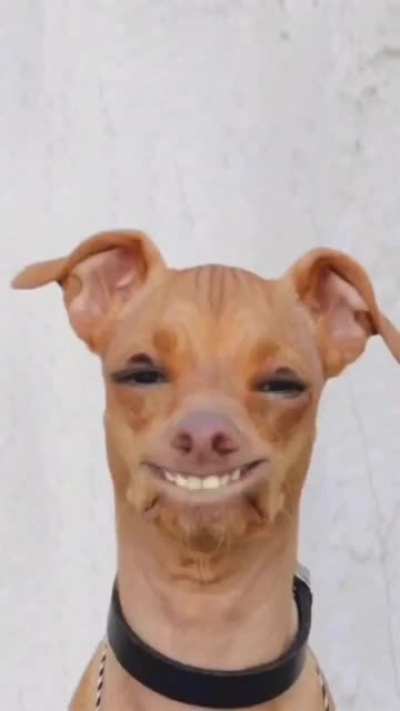 Dog named Nibbles