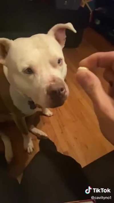 Dogs arent supposed to eat jelly beans