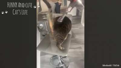 Котики и люди. Милота?