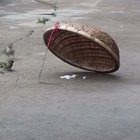 This bird knows all about sacrifice