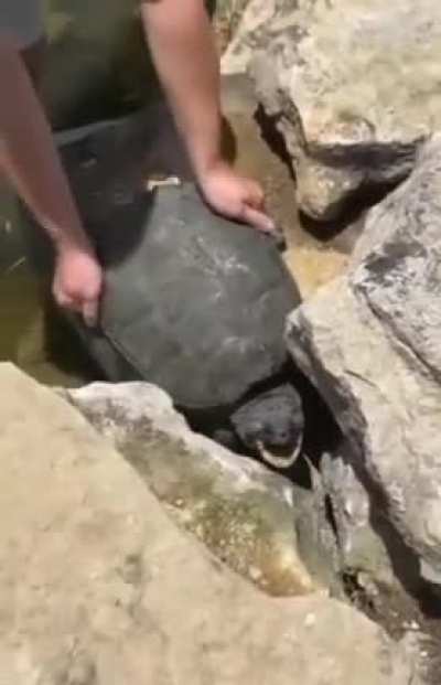How to store a turtle for safe keeping!