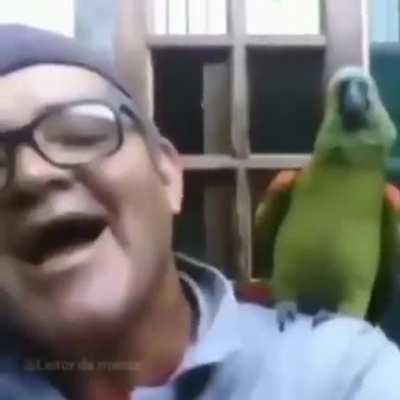Don't laugh at birds....