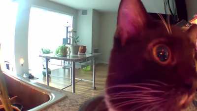 This cat was confused when she heard her owners voice from the camera. kitten thinks he is stuck in the camera.