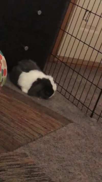 Finally caught my son flopping
