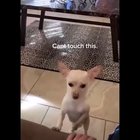 Can’t touch this