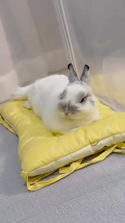 Sleepy💤🐰