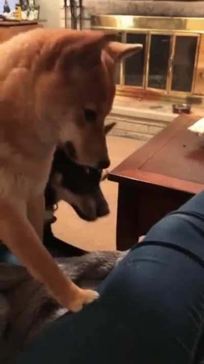 Woof!