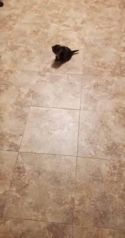 This is wheezy.