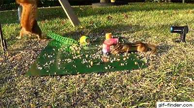 Squirrel trolling a chipmunk