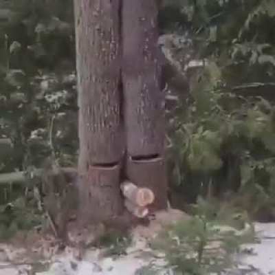 Forest spirit