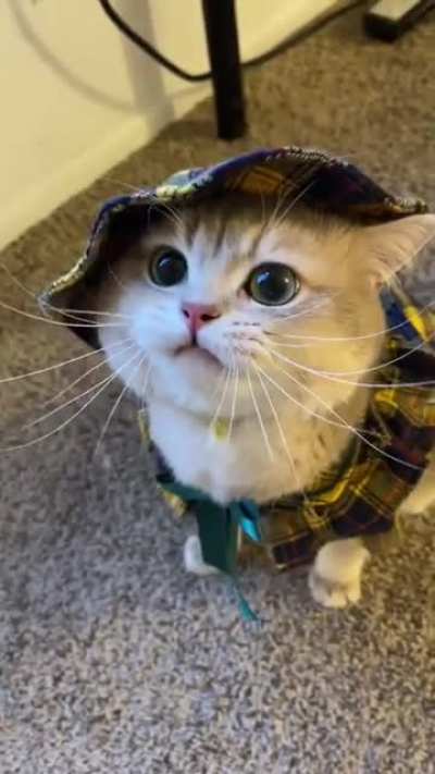 SOOOO CUTE CAT LOVER🤣