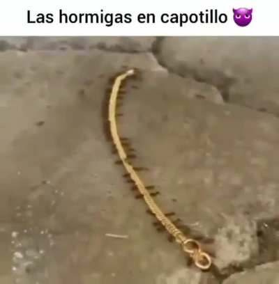 Dominican ants 😎