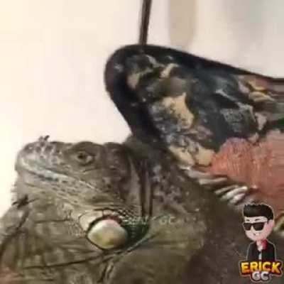 🦎