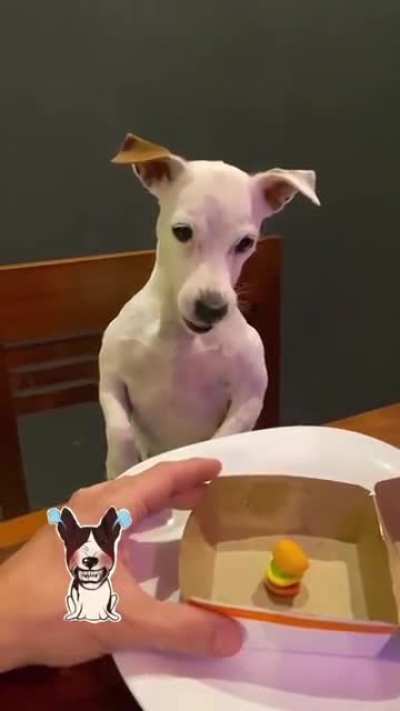Dog loses his cool.