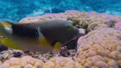 Tuskfish using coral to crack open a clam