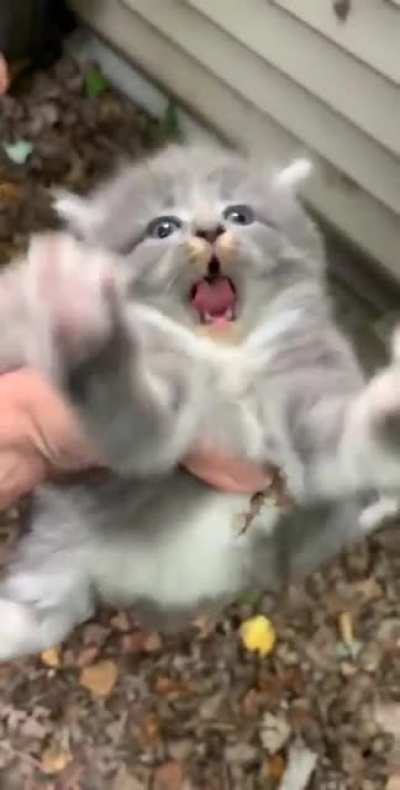 He no laik pettings.