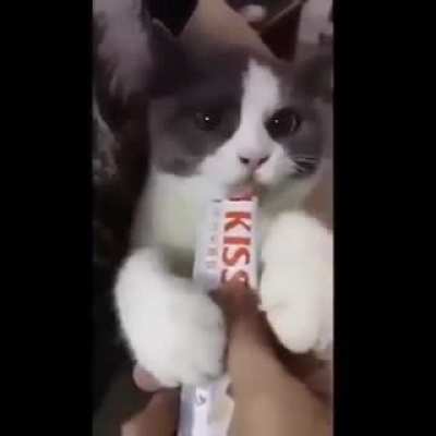 Narco Cat