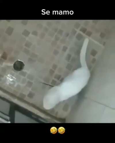 Panas🤝