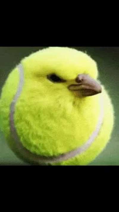 guh