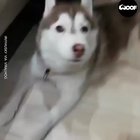 woof_irl